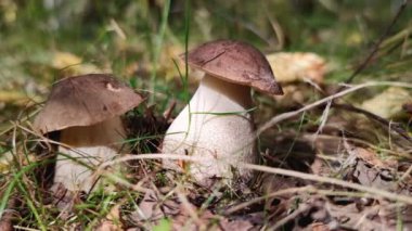 İki huş ağacı çimenlerde.