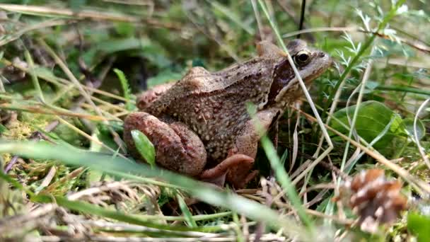 青蛙坐在草地上 关门了 — 图库视频影像