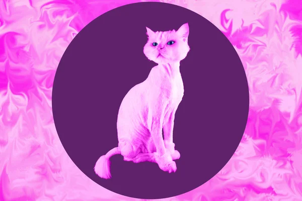 Rosa katt. Retro våg synth vaporwave porträtt av en rolig katt. Samtida konst collage. — Stockfoto