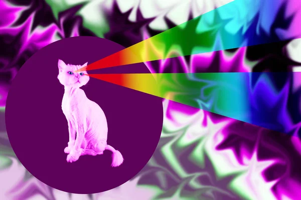 Rosa katt med strålar från ögonen. Retro våg Dicks porträtt av en rolig katt. Collage av samtida konst — Stockfoto