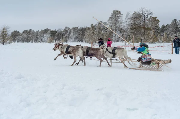 Surgut, Khmao-Ούγκρα, Russkinskie, Σιβηρία, Ρωσία, 2019.03.23. Εθνική εορτή των ταράνδων, κυνηγούς, ψαράδες. — Φωτογραφία Αρχείου