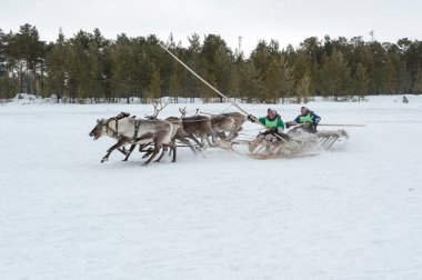 Russkinskie, Surgut, Khmao Ugra, Sibirya, Rusya, 2019.03.23. Ren geyiği çobanları, avcılar, balıkçılar ulusal tatil.