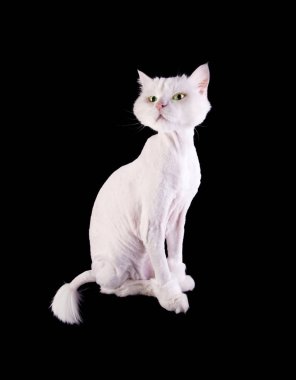 Beyaz komik kedi Püskül kuyruk siyah bir arka plan üzerinde izole ve kısa saç kesimi ile bakımlı.