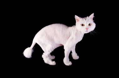 Beyaz komik kedi Püskül kuyruk siyah bir arka plan üzerinde izole ve kısa saç kesimi ile bakımlı.