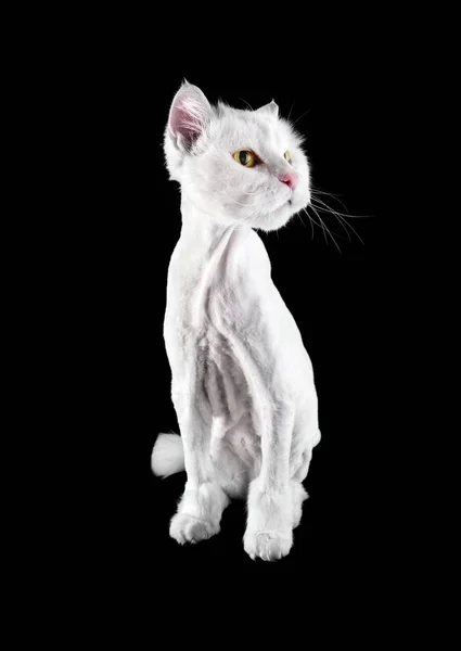 White funny groomed cat with a short haircut and wiht tassel tail isolated on a black background.