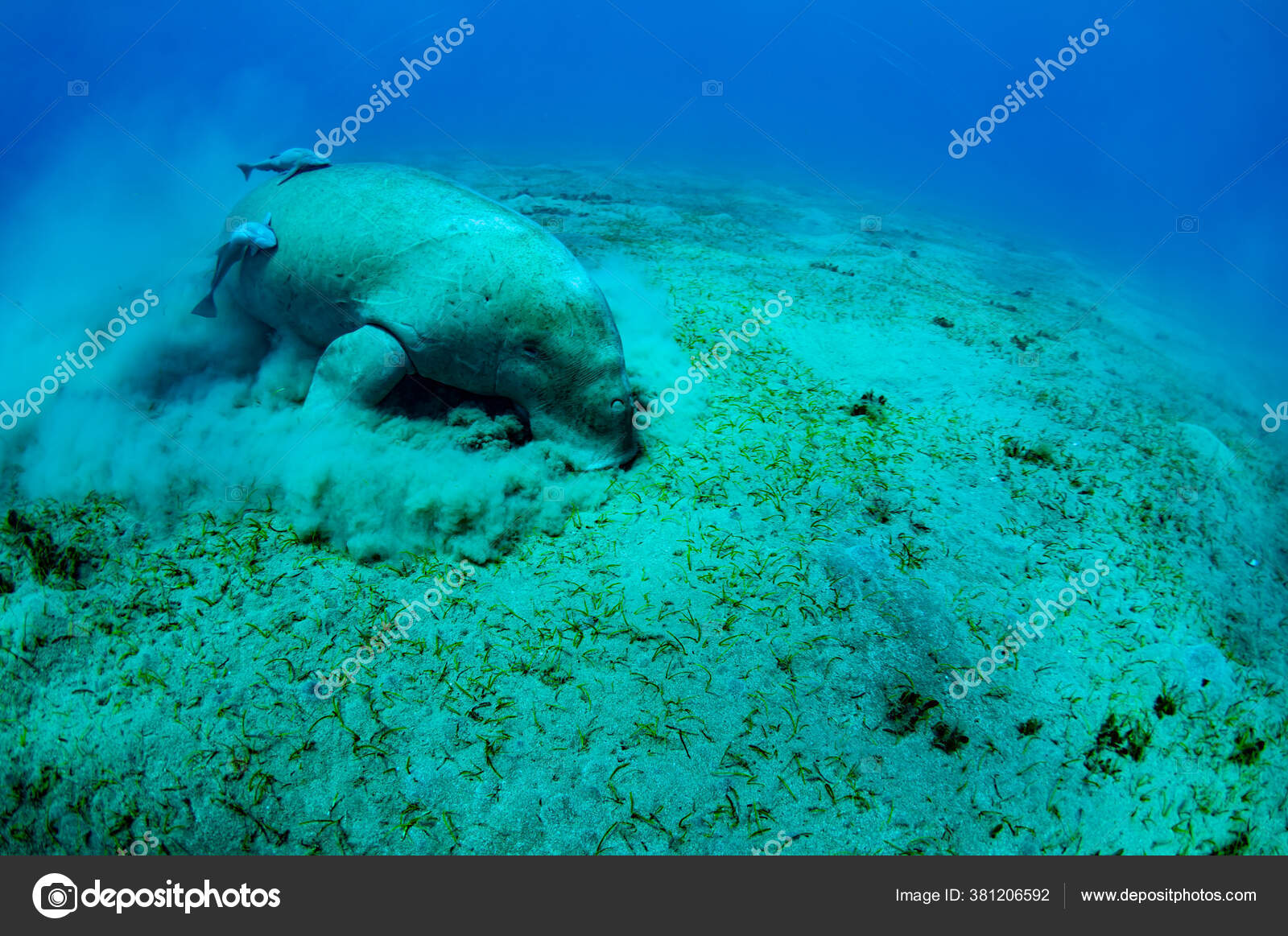 Manatee Eating Seagrass