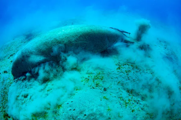 Vista cercana en dugong.Underwater lindo y sorprendente tiro. Un buceador en aletas y máscara mirando a un animal marino bastante raro que come pastos marinos bajo el agua.La enorme vaca marina.Dugon.Fauna y flora submarina . —  Fotos de Stock