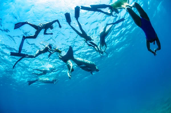 Leuke en geweldige dugong. Een groep duikers in zwemvliezen en maskers die kijken naar zeldzame zeedieren die onder water zwemmen. De enorme zeekoe. Dugong. Onderwaterfauna en -flora. Remora. — Stockfoto