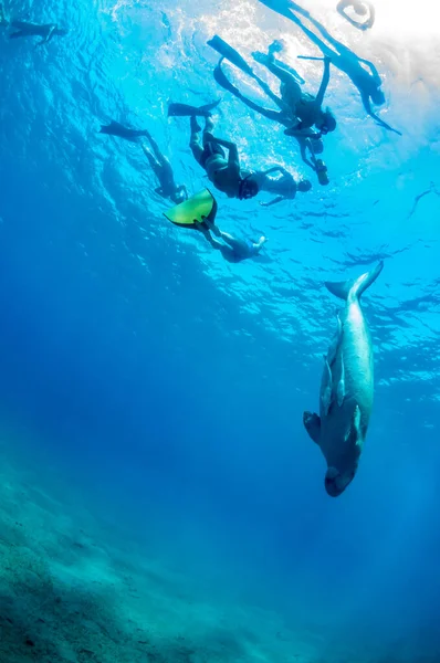 Słodki i niesamowity dugong. Grupa nurków w płetwach i maskach spoglądających na dość rzadkie oceaniczne zwierzę, które pływa pod wodą z trawą morską. Ogromna krowa morska. Dugong. Podwodna fauna i flora. Remora Przewodniczący. — Zdjęcie stockowe