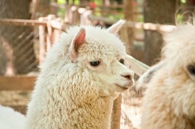 Güzel beyaz alpaka (Vicugna Paços portresi)