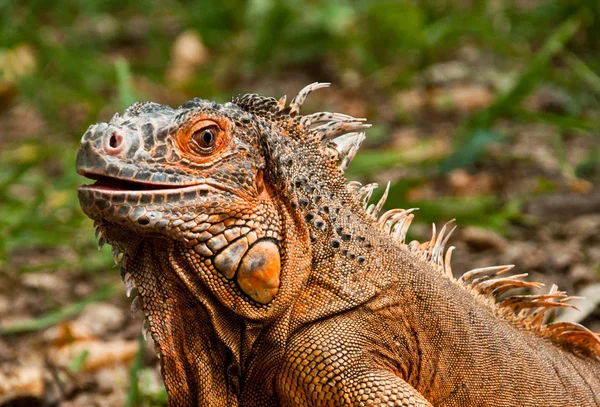 Retrato Uma Grande Iguana Bonita — Fotografia de Stock