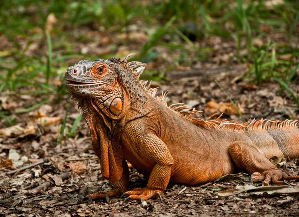 Portrait Grande Belle Iguane Sur Nature — Photo