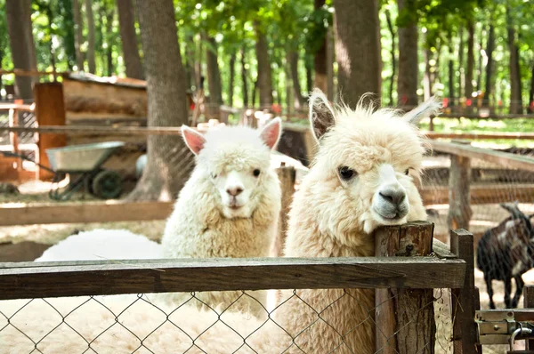 Zwei Schöne Weiße Alpakas Vicugna Pacos Auf Dem Bauernhof — Stockfoto