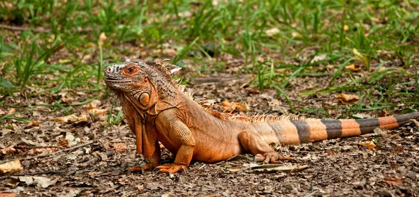 Ein Großer Schöner Leguan Sitzt Auf Dem Gras — Stockfoto