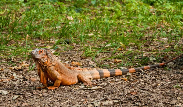 Grand Bel Iguane Marche Sur Herbe — Photo