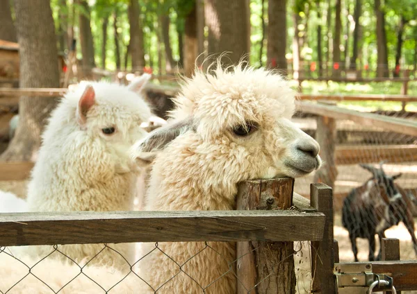 Twee Alpaca Boerderij Vicugna Pacos — Stockfoto