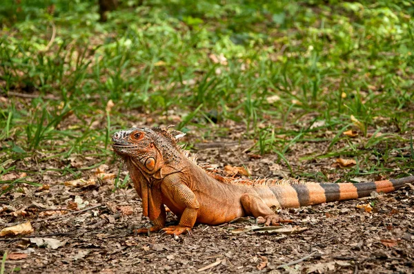 Uma Grande Iguana Bonita Está Caminhando Sobre Natureza — Fotografia de Stock