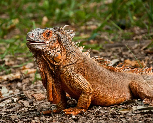 Portrait Belle Iguane Sur Nature — Photo