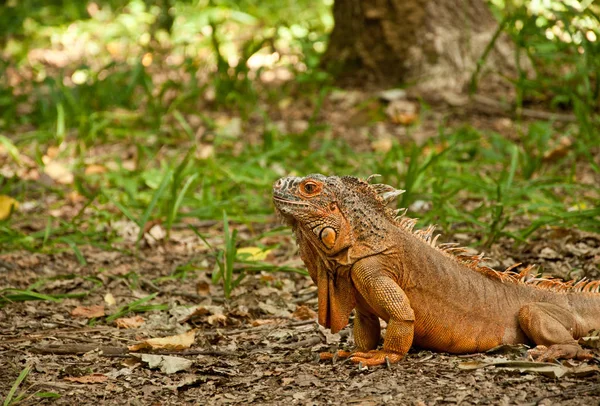 Egy Gyönyörű Iguana Sétál Parkban Füvön — Stock Fotó