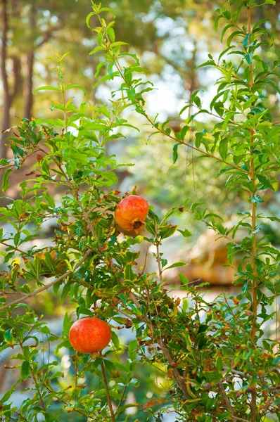 Mogna Röda Granatäpplen Frukt Trädgren Trädgården — Stockfoto