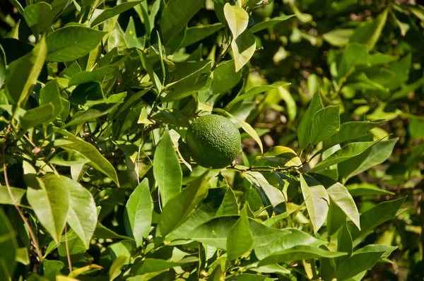 Mandarine Grün Orange Früchte Auf Dem Baum Obstgarten — Stockfoto