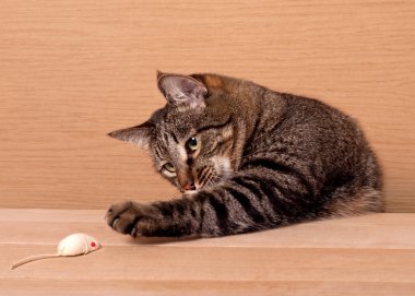 Bir fare oyuncak büyük tekir kedi avcılık