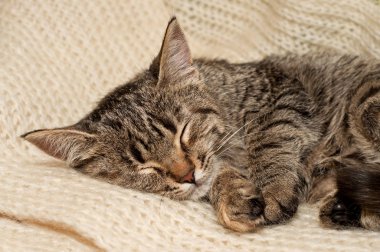 Bir beyaz yün atkı uyku tabby yavru kedi