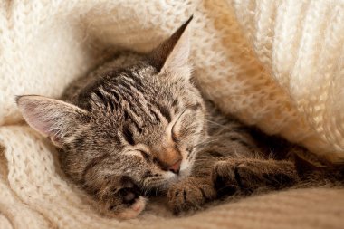 Küçük tabby yavru kedi beyaz yün atkı üzerinde uyuyor. Soğuk kış konsepti
