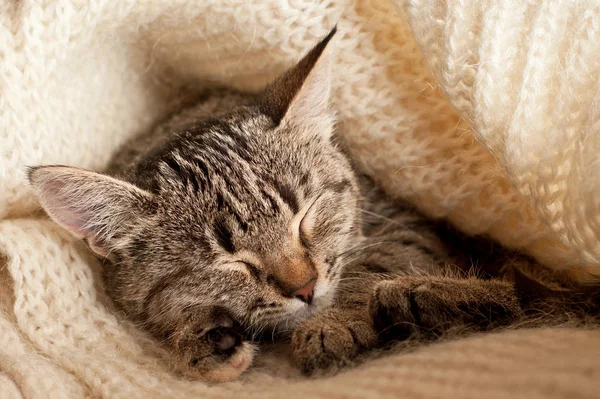 Little Tabby Kitten Sleeping White Wool Scarf Cold Winter Concept — Stock Photo, Image