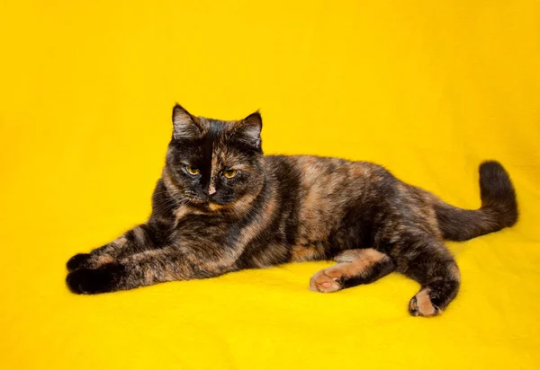 Scottish Straight Shorthair Cat Colored Background — Stock Photo, Image