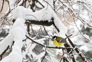Büyük baştankara (Parus major) ağaç dalına kışın oturuyor.