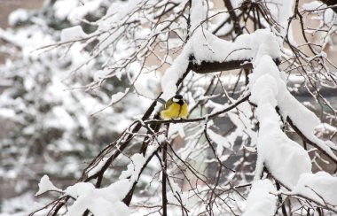 Büyük baştankara kar altında ağacının dalını üzerinde oturuyor. Kış günü