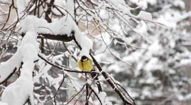 Büyük baştankara (Parus major) ağacında kar altında oturuyor. Kış kar günü