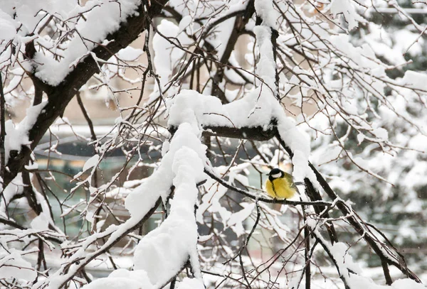 Koňadra Sedící Větvi Stromu Zimě — Stock fotografie