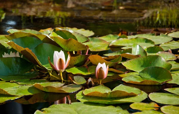 Beautiful Lotus Flowers Pond Garden — Stock Photo, Image