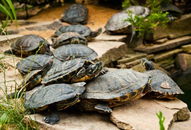 Birçok Red-Eared kaymak su birikintisi yakın oturan kaplumbağaları (Trachemys scripta)