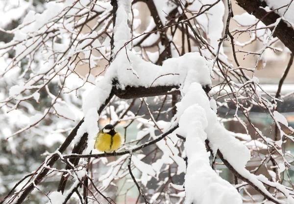 Büyük Baştankara Parus Major Kar Altında Ağacının Dalını Oturan Karlı — Stok fotoğraf