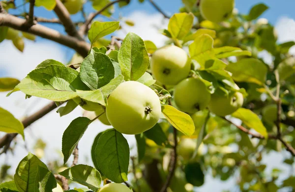 Яблучні Фрукти Дереві Фруктовому Саду — стокове фото