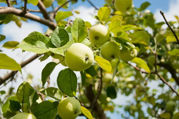 Яблочный плод — стоковое фото
