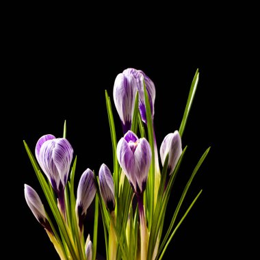 Crocus çiçekler arka plan