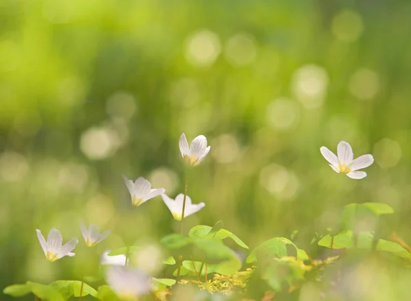 Krásná jarní zelená rozmazaná pozadí — Stock fotografie