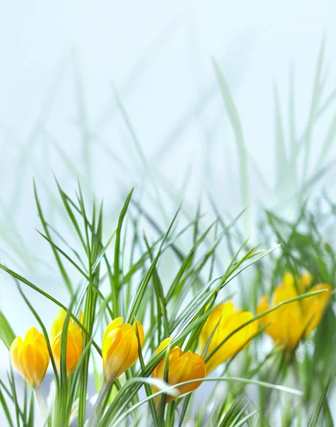 Yellow crocuses on blurred background — Stock Photo, Image