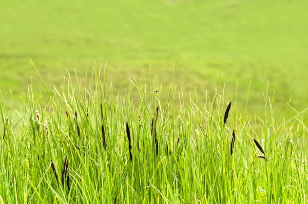 Våren grönt gräs bakgrund — Stockfoto