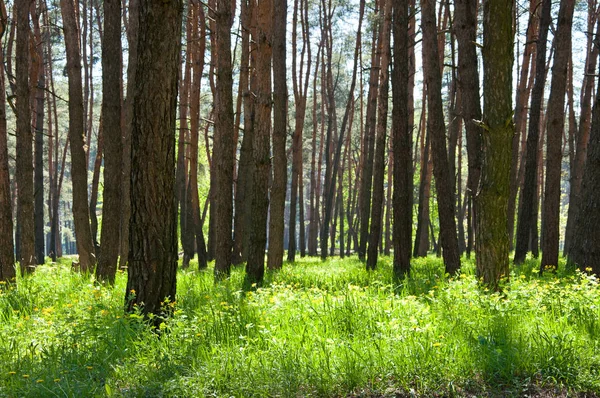 Прекрасный сосновый лес весной — стоковое фото