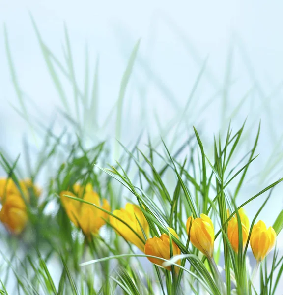 Yellow crocuses on blurred background — Stock Photo, Image