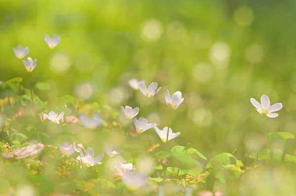 Krásné jarní květy na zelené rozmazané pozadí — Stock fotografie