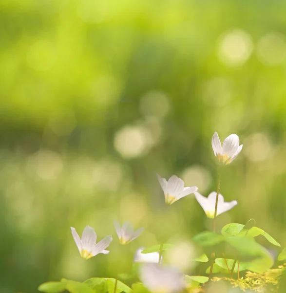 Beautiful Spring Green blurred background — Stock Photo, Image