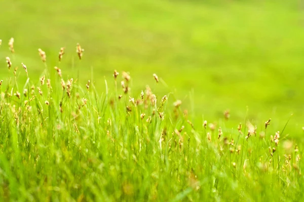 Den vackra suddig grön gräs bakgrund — Stockfoto