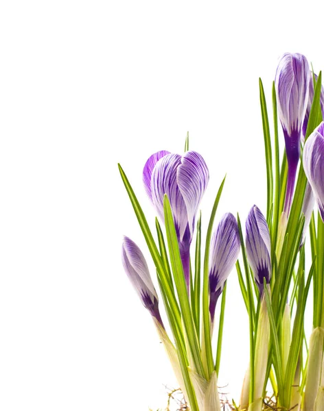 Spring flowers background — Stock Photo, Image