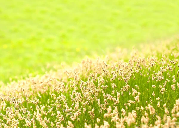 Весенний зеленый фон — стоковое фото